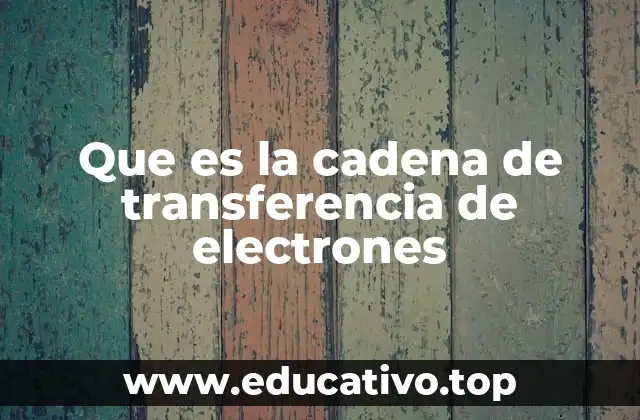 Que es la cadena de transferencia de electrones