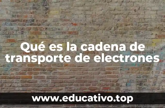 Qué es la cadena de transporte de electrones