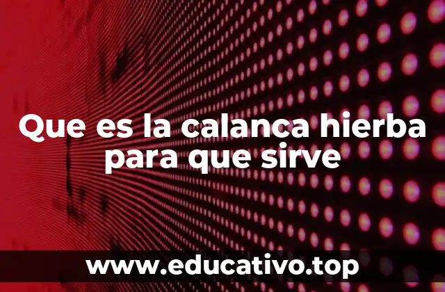 Que es la calanca hierba para que sirve