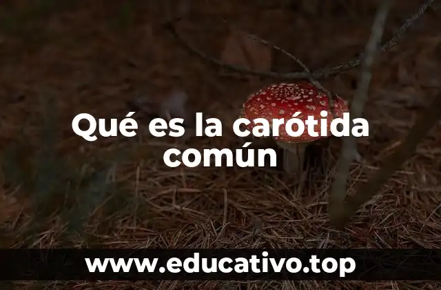 Qué es la carótida común