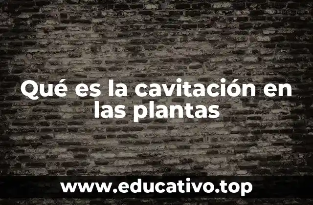 El papel del xilema en la cavitación vegetal