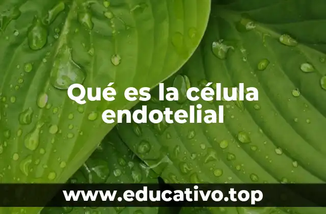 Qué es la célula endotelial