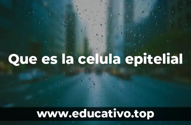 Que es la celula epitelial