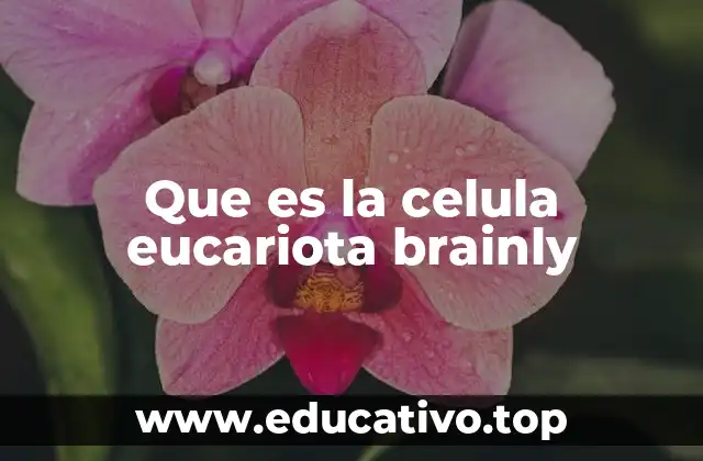 Que es la celula eucariota brainly