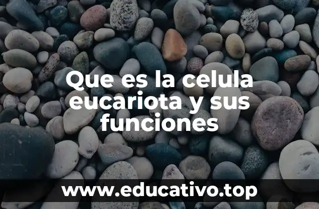 Características que diferencian a las células eucariotas