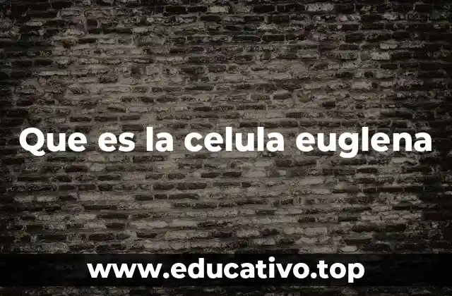 Que es la celula euglena