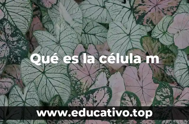 Qué es la célula m