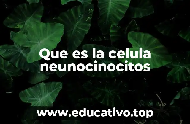 Que es la celula neunocinocitos