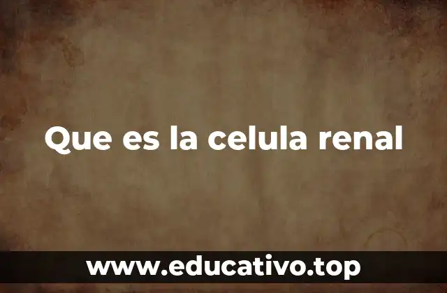 Que es la celula renal