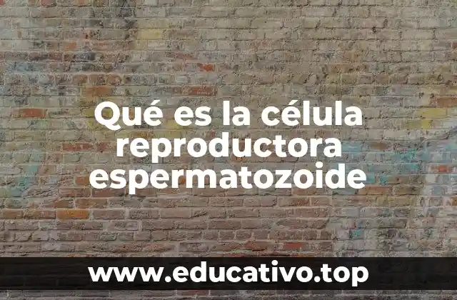 Qué es la célula reproductora espermatozoide