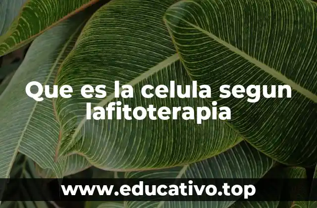 Cómo la fitoterapia ve la interacción célula-planta
