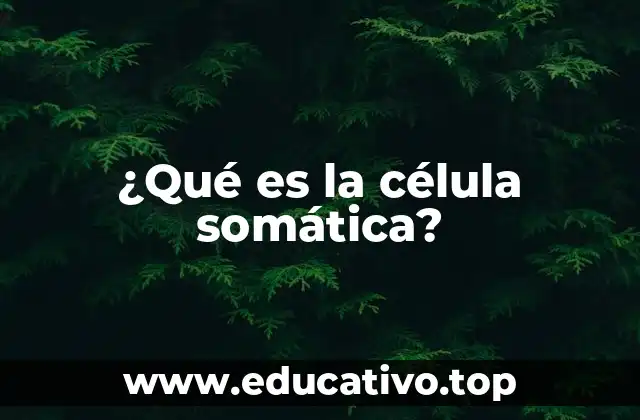 ¿Qué es la célula somática?