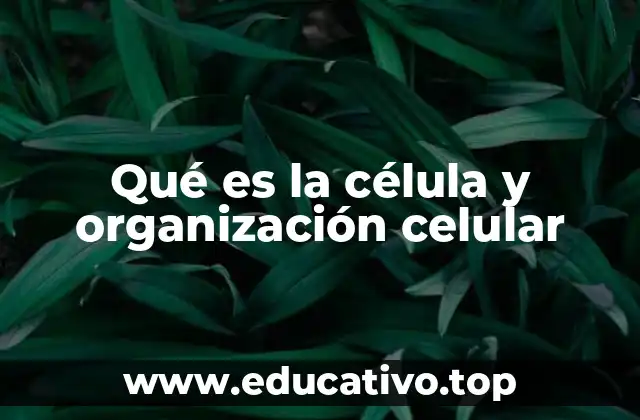 Qué es la célula y organización celular