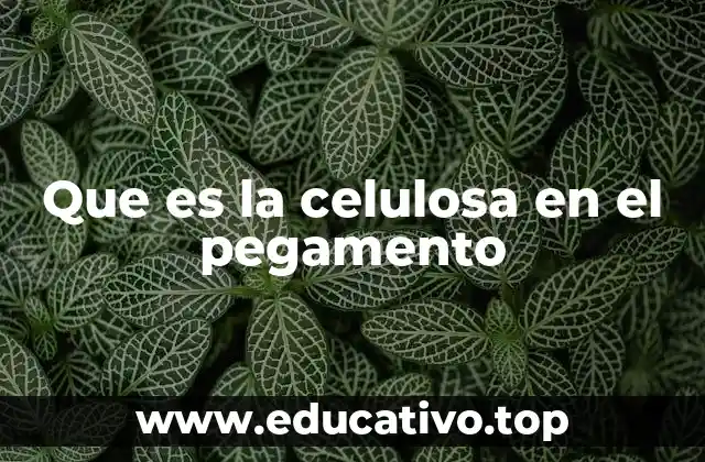 Que es la celulosa en el pegamento