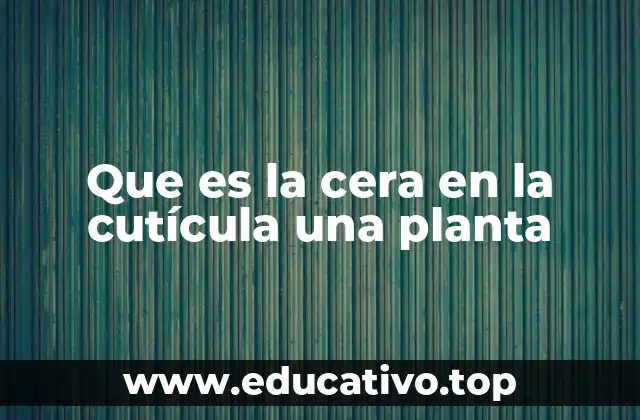 Que es la cera en la cutícula una planta