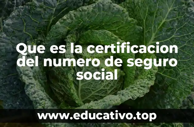 La importancia del número de Seguro Social en la vida laboral