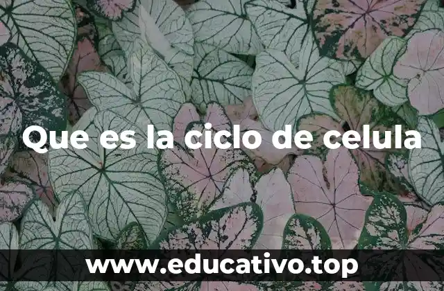 La base de la vida: cómo la división celular mantiene la continuidad