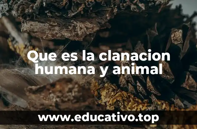 La formación de grupos sociales en humanos y animales