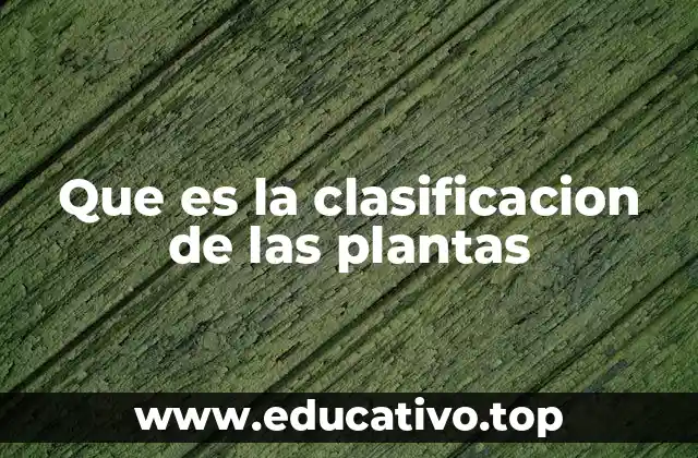 Que es la clasificacion de las plantas