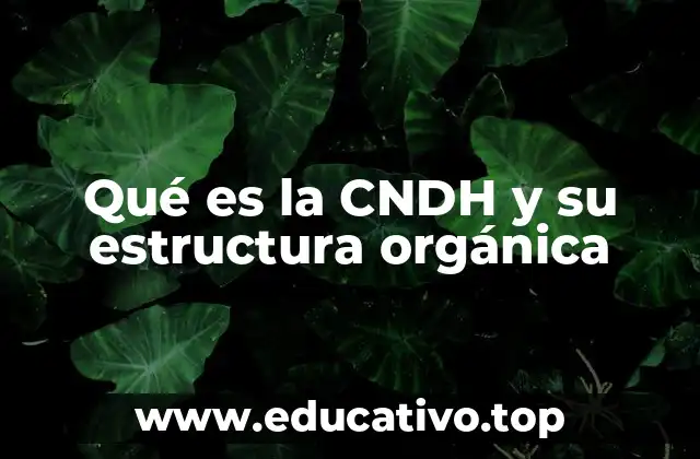Qué es la CNDH y su estructura orgánica