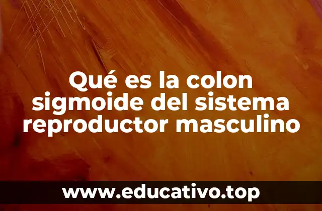 Qué es la colon sigmoide del sistema reproductor masculino