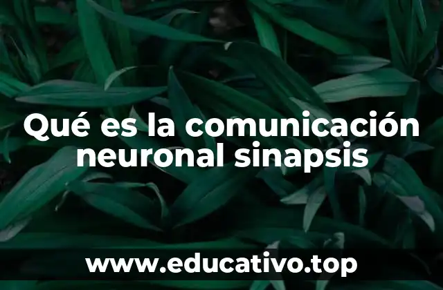 Qué es la comunicación neuronal sinapsis
