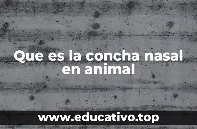 Que es la concha nasal en animal