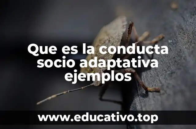 Que es la conducta socio adaptativa ejemplos