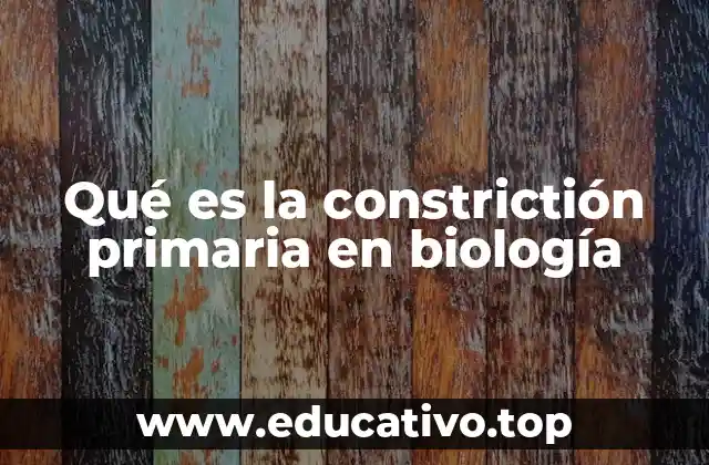 Qué es la constrictión primaria en biología