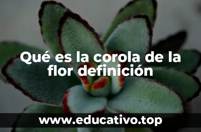 Qué es la corola de la flor definición