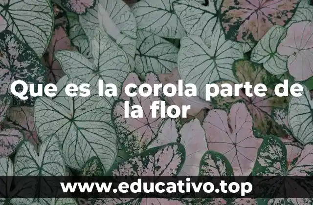 Que es la corola parte de la flor