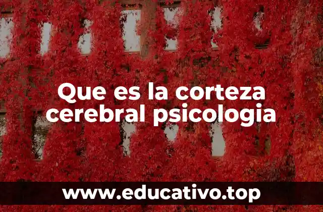 Que es la corteza cerebral psicologia