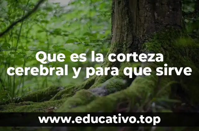 Que es la corteza cerebral y para que sirve