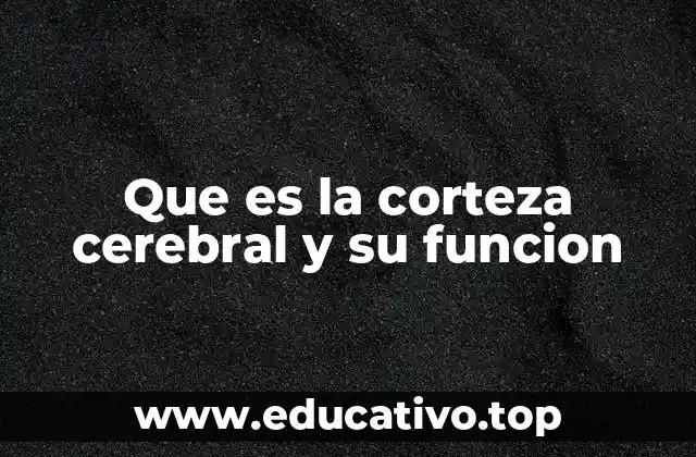 Que es la corteza cerebral y su funcion