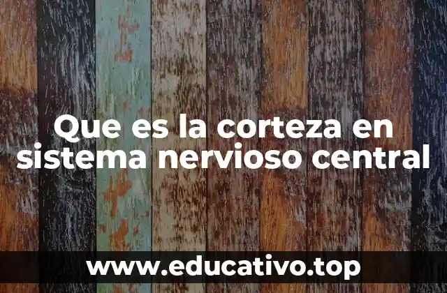 Que es la corteza en sistema nervioso central