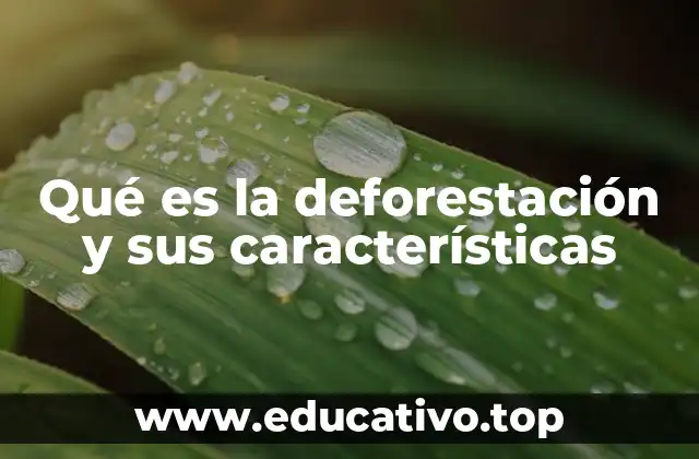 Qué es la deforestación y sus características