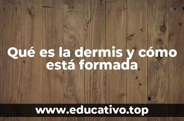 Qué es la dermis y cómo está formada