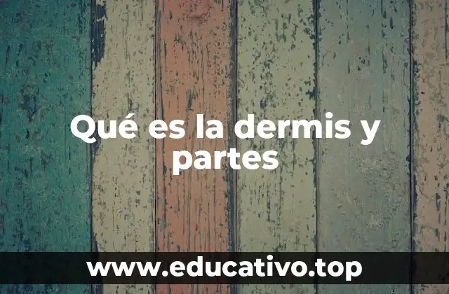 Qué es la dermis y partes