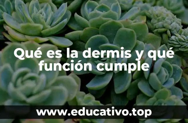 Qué es la dermis y qué función cumple