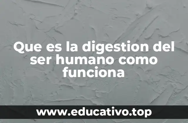 Que es la digestion del ser humano como funciona