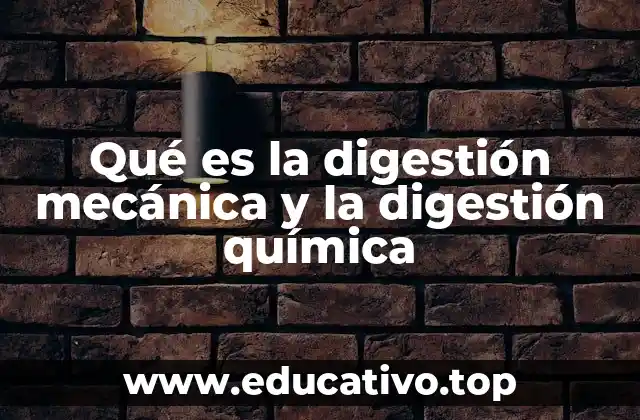 Qué es la digestión mecánica y la digestión química