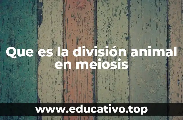 Que es la división animal en meiosis