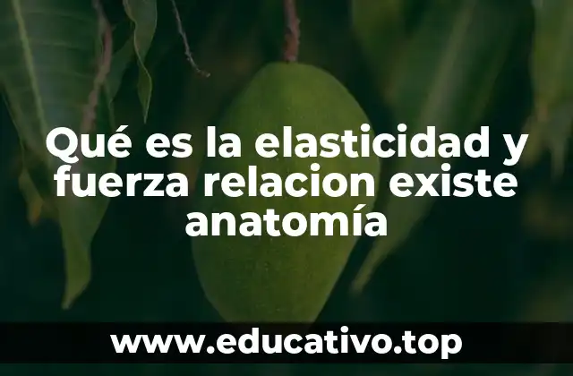 La importancia de la elasticidad y la fuerza en la movilidad corporal