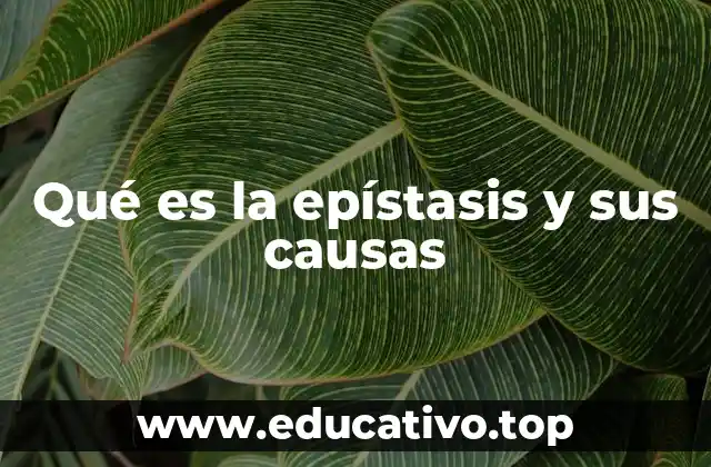 Qué es la epístasis y sus causas