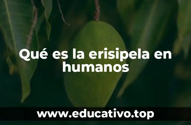 Qué es la erisipela en humanos