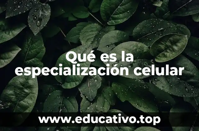 Qué es la especialización celular