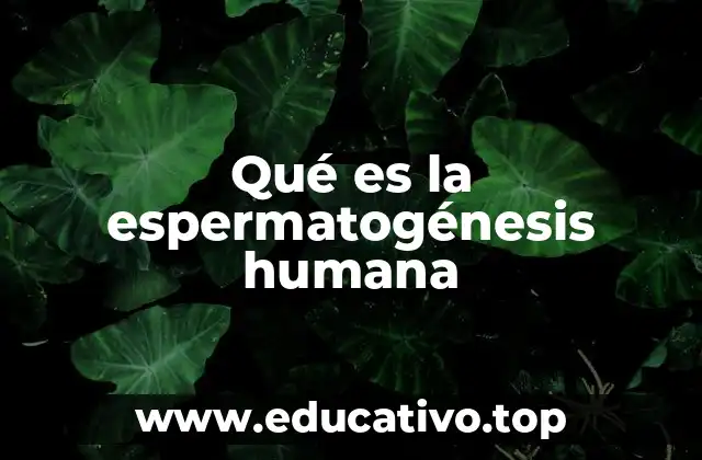 Qué es la espermatogénesis humana