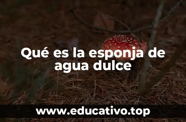 Qué es la esponja de agua dulce