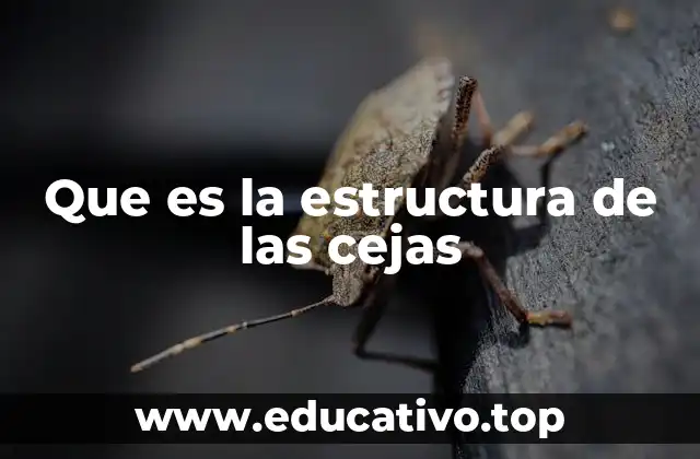 Que es la estructura de las cejas