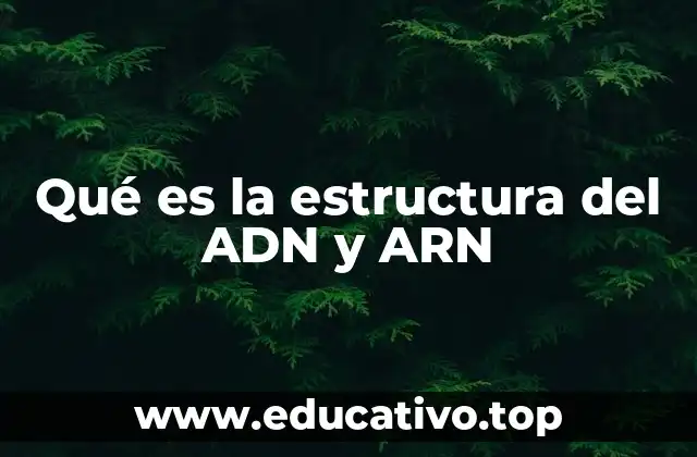 Qué es la estructura del ADN y ARN